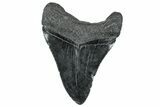 Fossil Megalodon Tooth - South Carolina #236334-1
